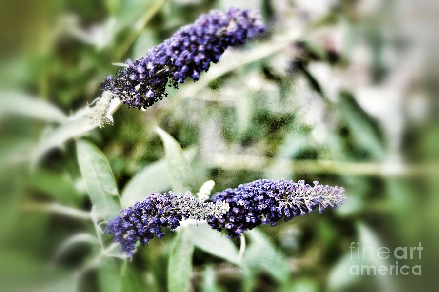 Flowers Still Life Photograph - Purple Grunge Flower #1 by Jeremy Linot