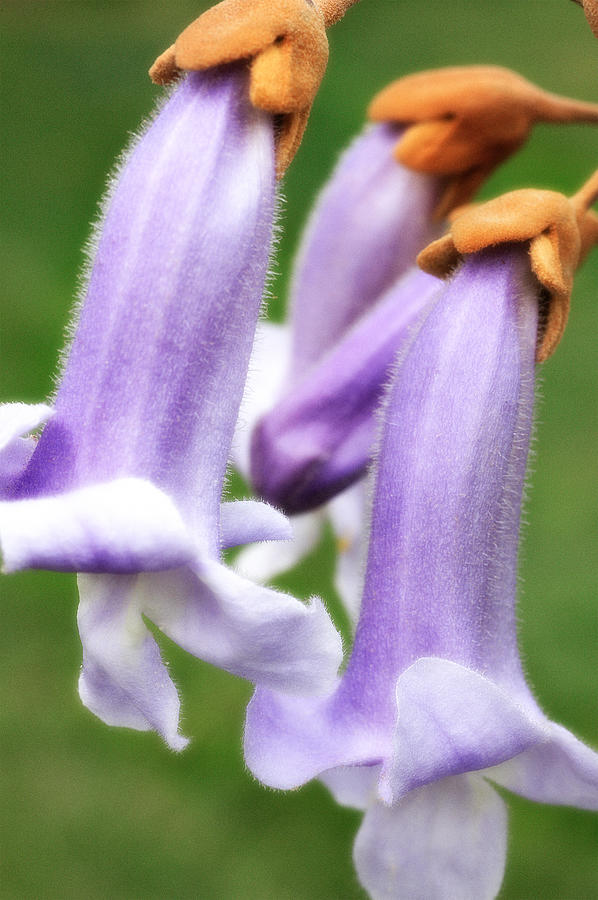 Purple Hanging Flowers I Photograph by Dan Carmichael
