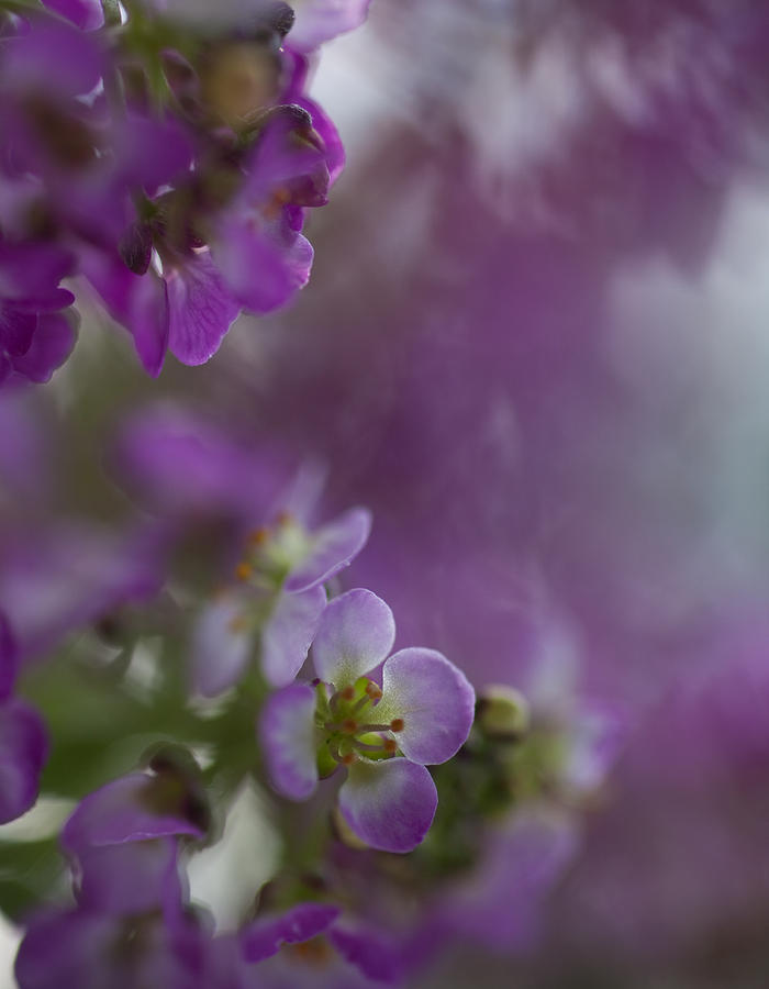 Nature Photograph - Purple Haze by Sue OConnor