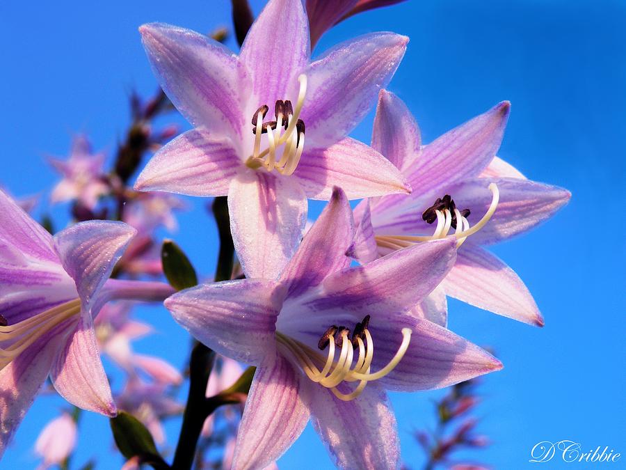 Purple Hosta Blooms Photograph by Davandra Cribbie