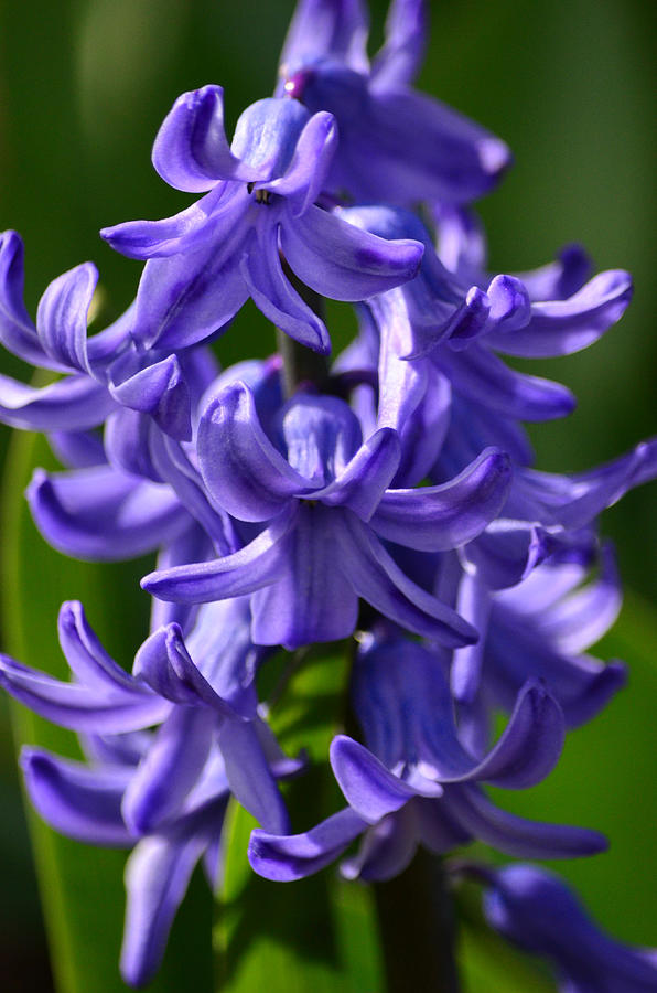 Purple Hyacinth Macro Photograph by Sandi OReilly
