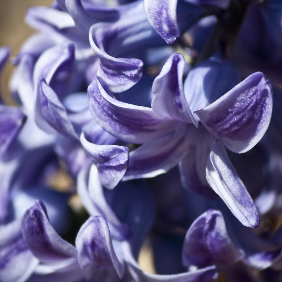 Purple hyacinth. Пурпурный гиацинт. Purple Hyacinth you. Purple Hyacinth Music.