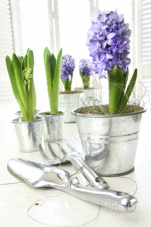 Easter Photograph - Purple hyacinths on table with sun-filled windows  by Sandra Cunningham