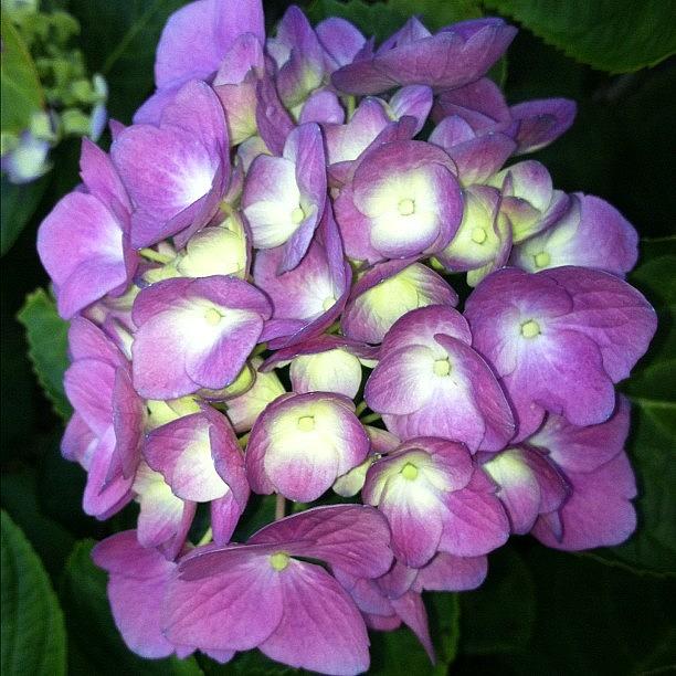 Nature Photograph - Purple Hydrangea ..... In My Garden by Vicki Damato