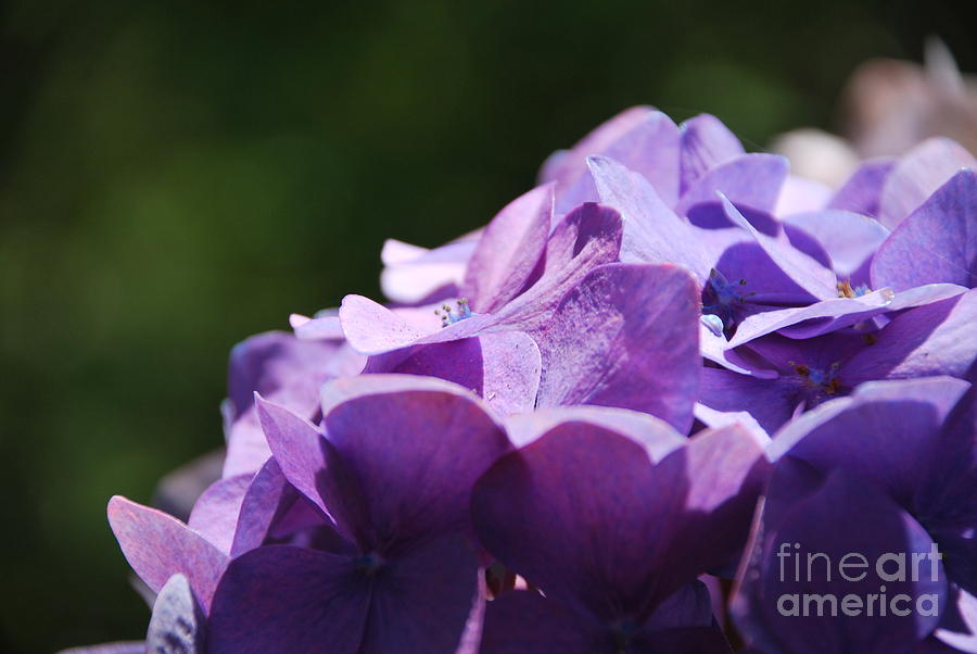Purple Hydrangea Photograph by Amy Fearn