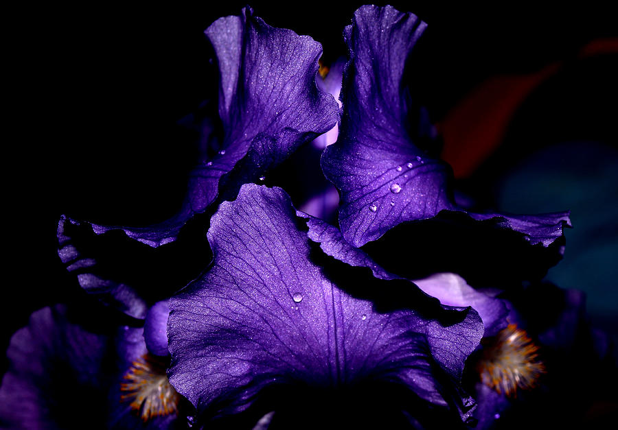 Purple Iris - 1 Photograph by Robert Morin
