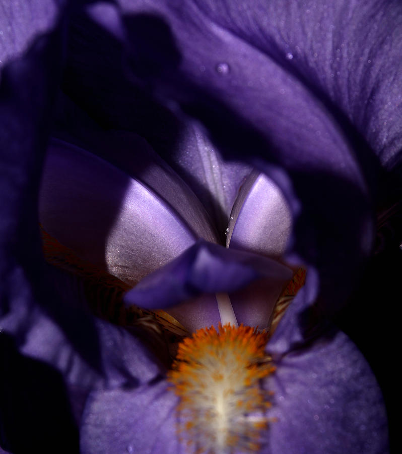 Purple Iris - 2 Photograph by Robert Morin
