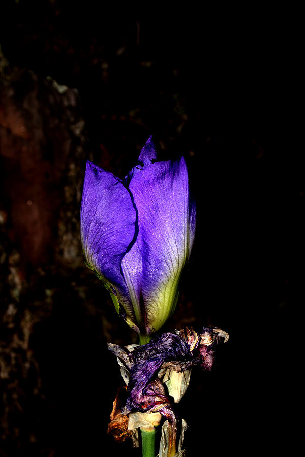 Purple Iris - 3 Photograph by Robert Morin