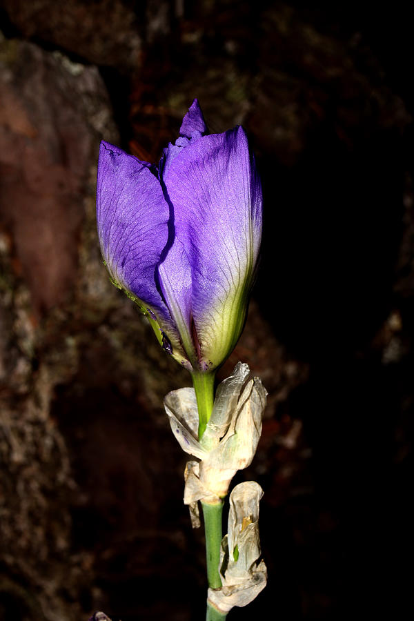 Purple Iris - 4 Photograph by Robert Morin