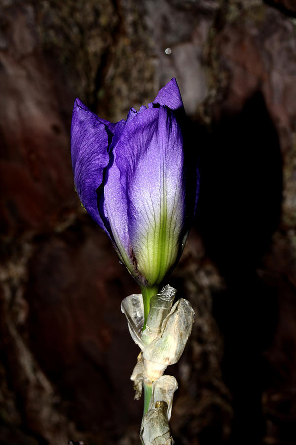 Purple Iris - 5 Photograph by Robert Morin