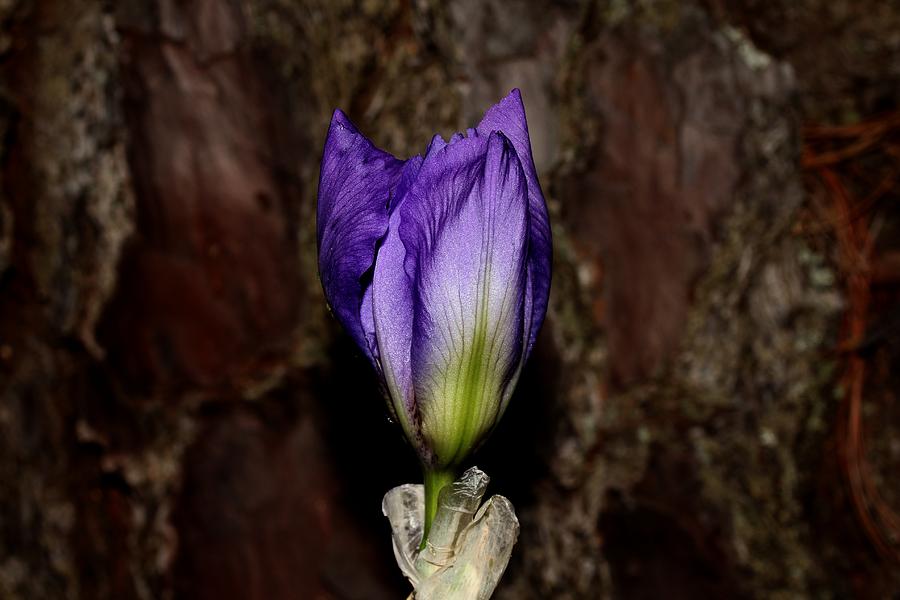 Purple Iris - 6 Photograph by Robert Morin
