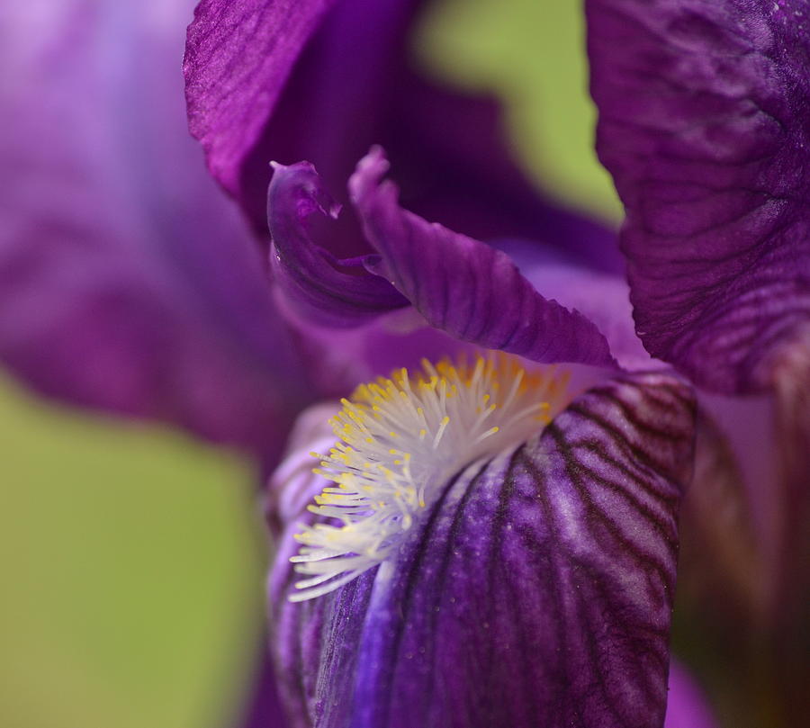 Flower Photograph - Purple Iris 1 by JD Grimes