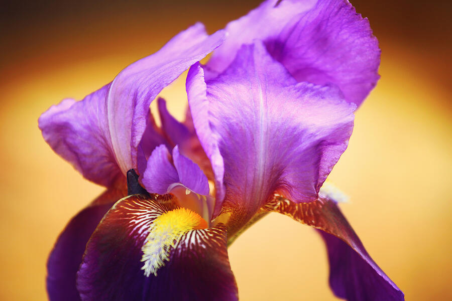 Purple Iris 1 XII Photograph by Toni Hopper