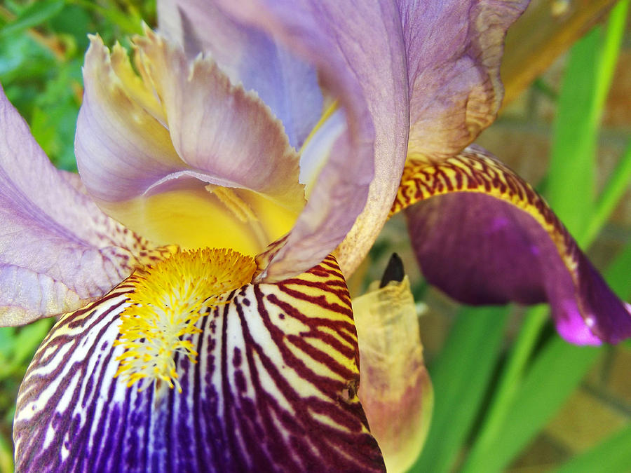 Iris Photograph - Purple Iris 4 by Robin Cox