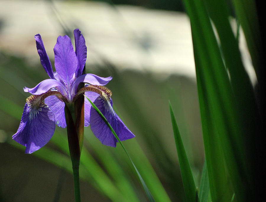 Purple Iris Photograph by Amee Cave