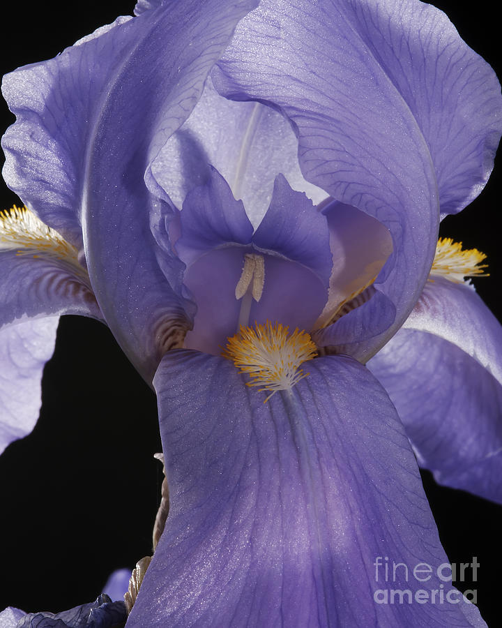 Purple Iris Photograph by Art Whitton