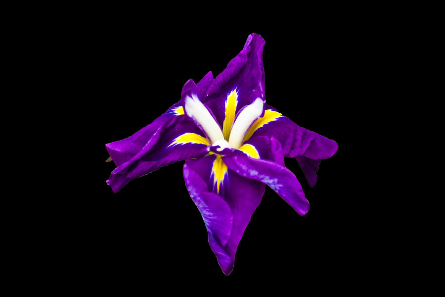 Purple Iris Photograph by Bill Barber