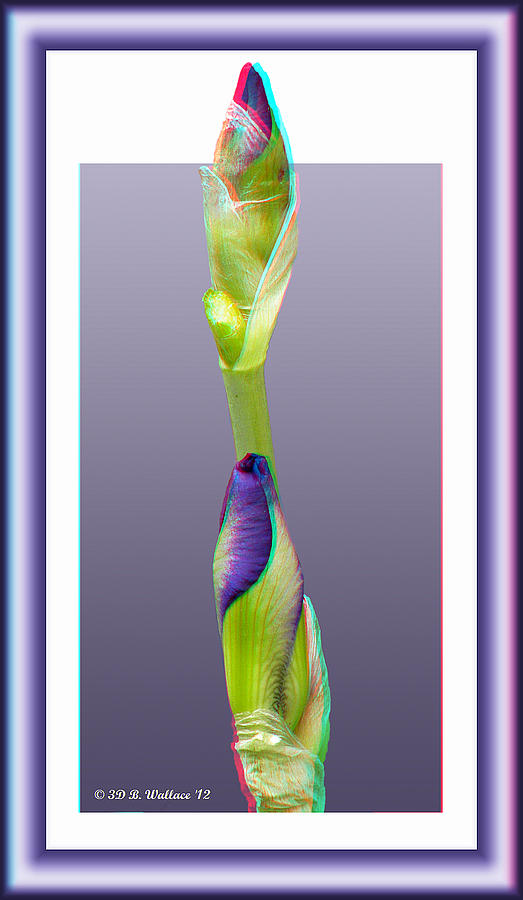 Purple Iris Buds - Red-Cyan filtered 3D glasses required Photograph by Brian Wallace