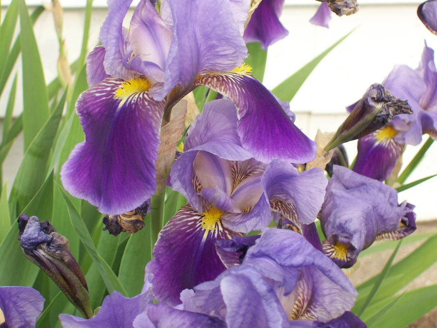 Purple Iris Photograph by Corinne Elizabeth Cowherd