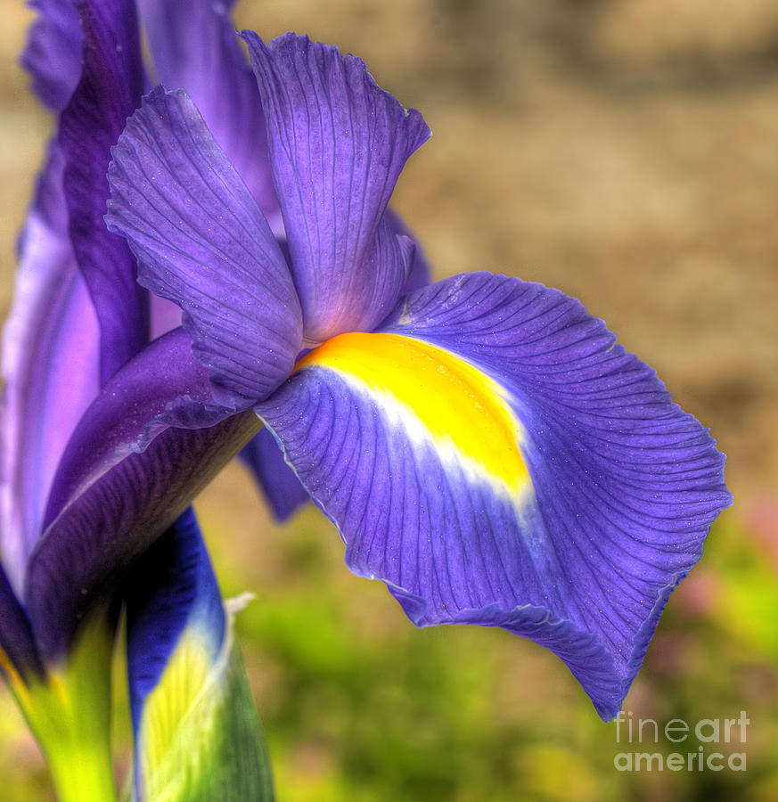 Purple Iris Photograph by Eddie Yerkish