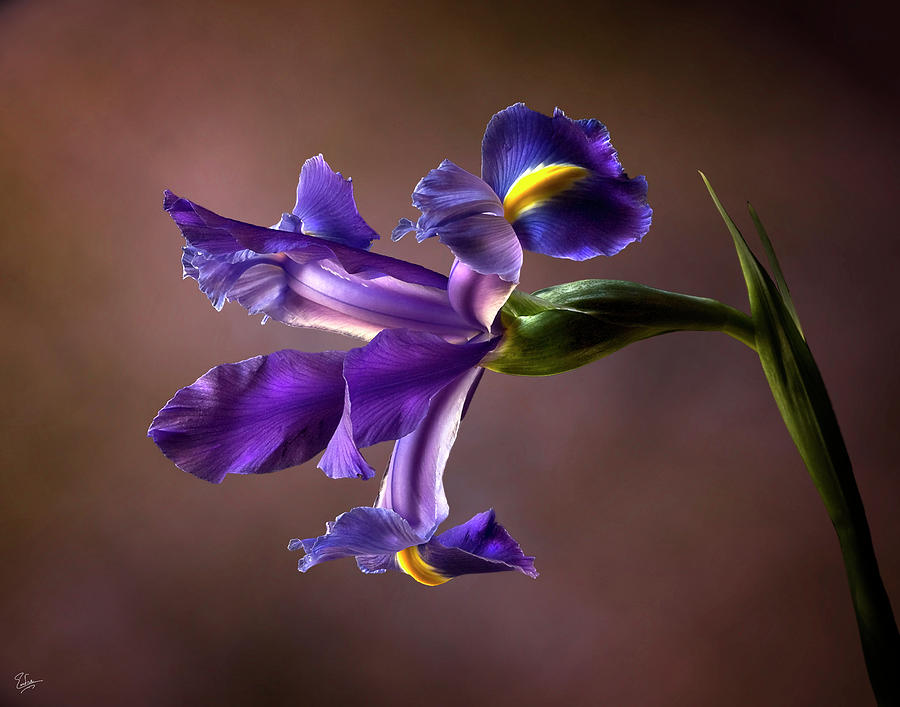 Purple Iris Photograph by Endre Balogh
