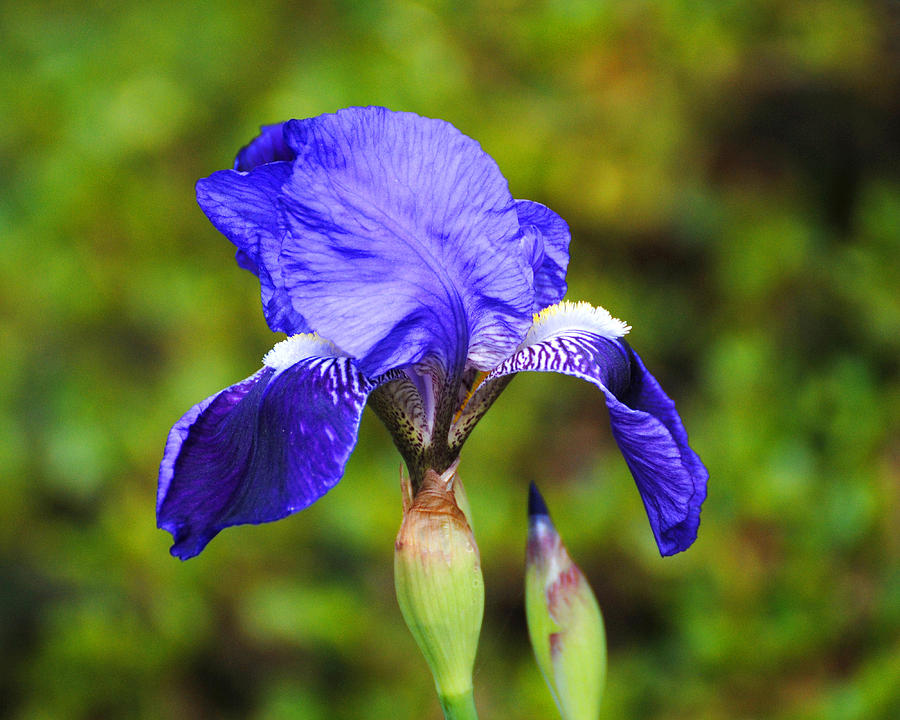 Purple Iris Flower Photograph by Jai Johnson