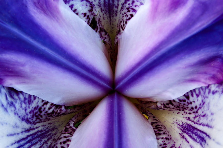 Purple Iris Heart Photograph by Grant Groberg