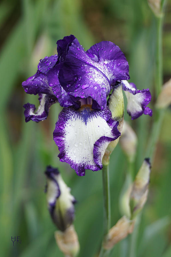 Purple Iris In Rain - DSC04321  Photograph by Shirley Heyn