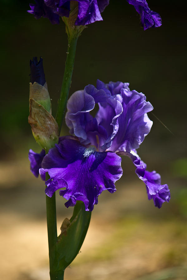 Purple Iris in the Dawn Photograph by Douglas Barnett