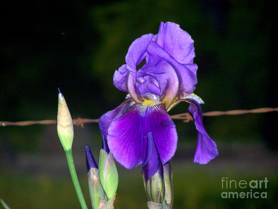 Purple Iris Photograph by Kathy  White