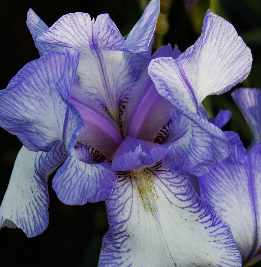 Purple Iris Photograph by Michael Friedman