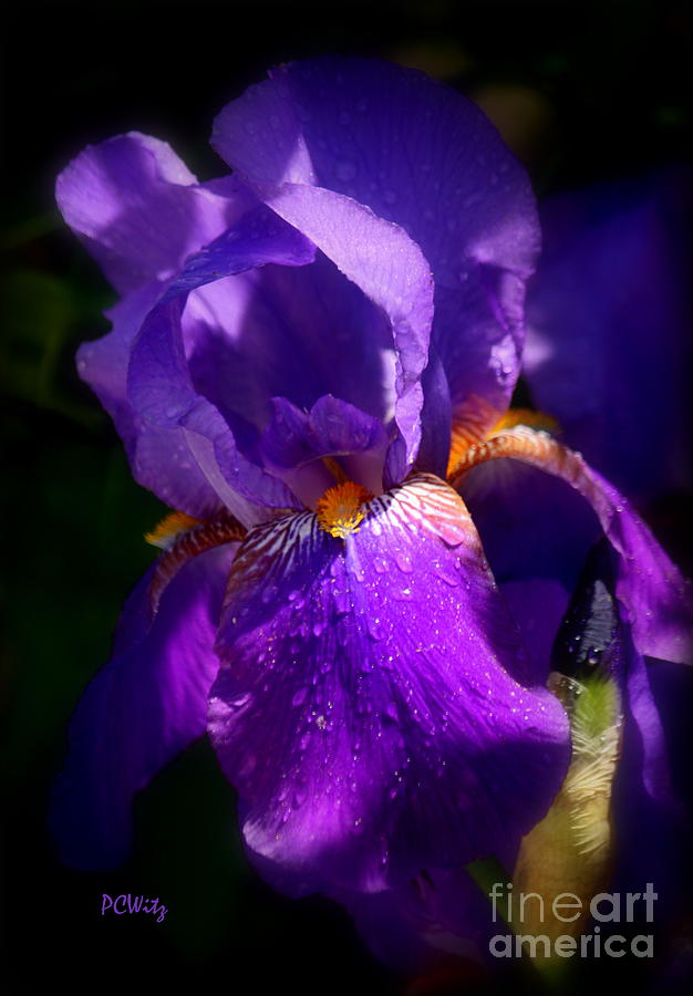 Purple Iris Photograph by Patrick Witz