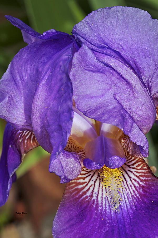 Purple Iris Photograph by Phyllis Denton