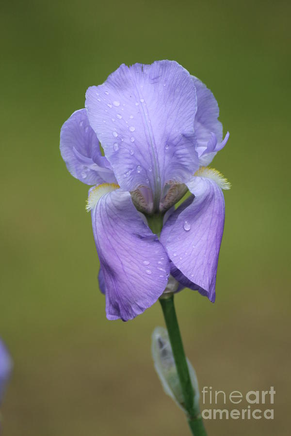 Iris Photograph - Purple Iris by Shelley Grabow