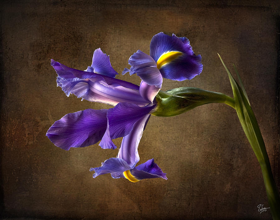 Purple Iris With Background Photograph by Endre Balogh