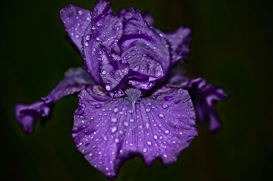 Purple Iris with Water Drops Photograph by Lori Coleman