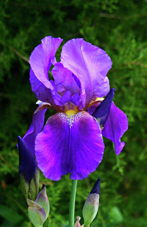 Purple Iris2 Photograph by Debbie Morris - Fine Art America