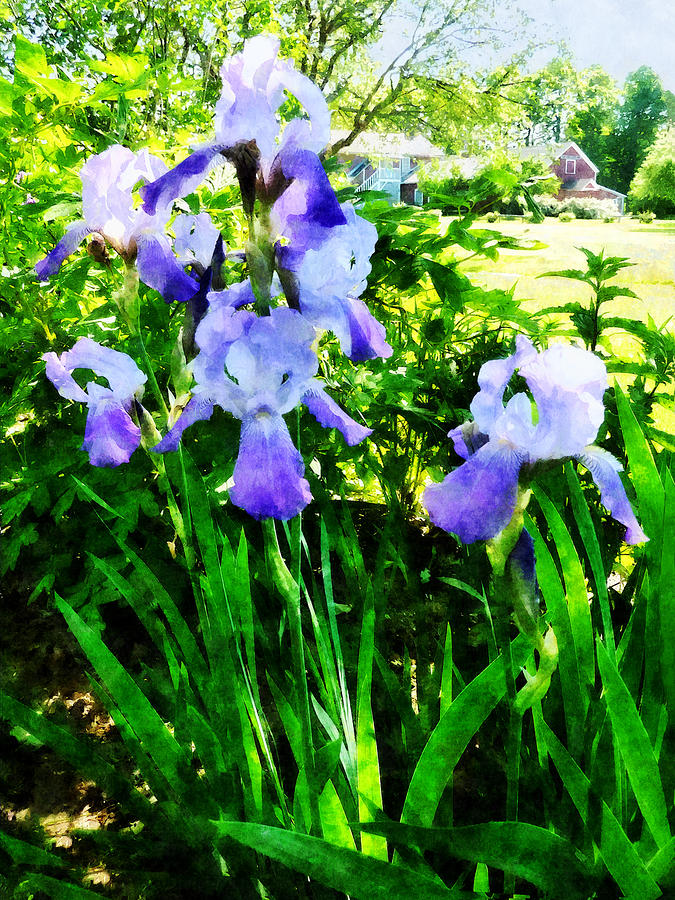 Purple Irises in Suburbs Photograph by Susan Savad