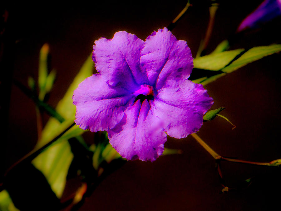 Purple Is The Color Photograph by Dennis Dugan