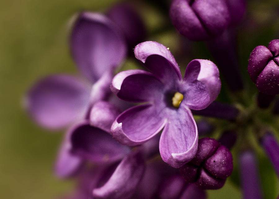 Nature Photograph - Purple by Ivan Vukelic