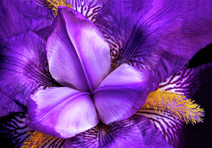 Purple Japanese Iris Photograph by Dave Mills