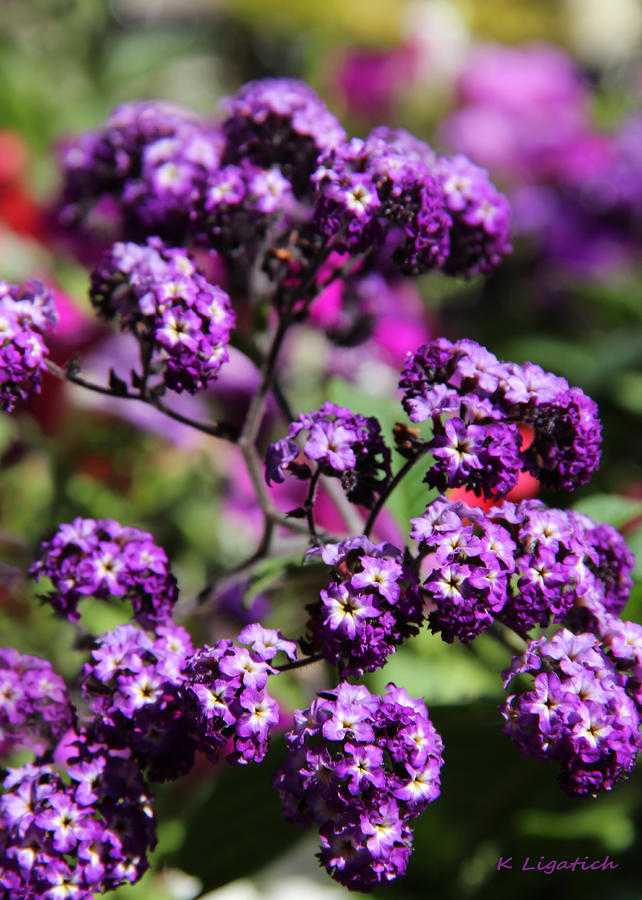 Flower Photograph - Purple by Kerri Ligatich