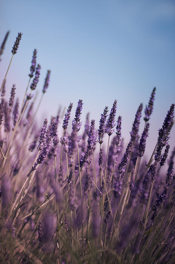 Purple Lavender Stalks Photograph by Ethiriel Photography