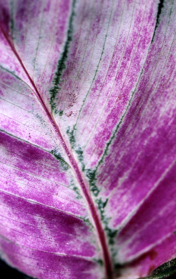 Purple Leaf with Sand Photograph by Jennifer Bright Burr