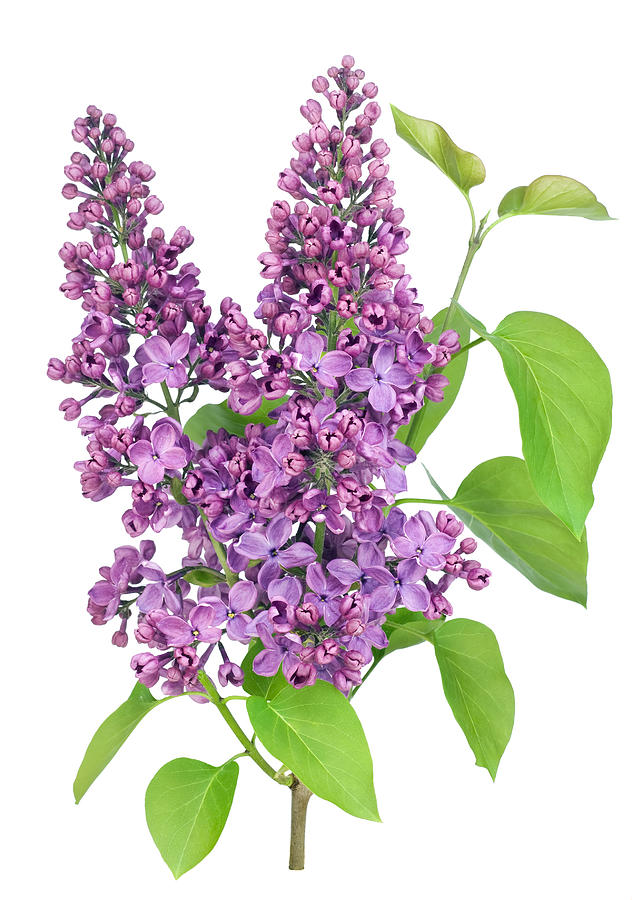 Purple Lilac Isolated Branch by Aleksandr Volkov