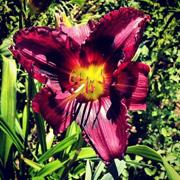 Summer Photograph - #purple #lily #flower #garden #summer by Jamie Simpson