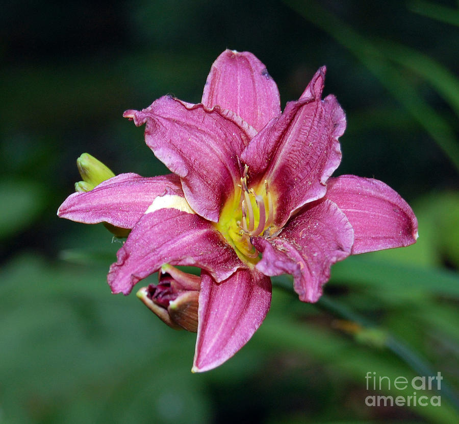 purple lily flower photograph