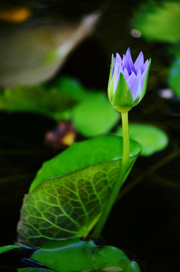 Purple Lily Photograph by Lynda Dawson-Youngclaus