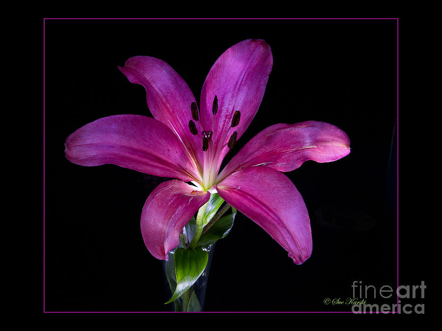 Purple Lily Photograph by Sue Karski