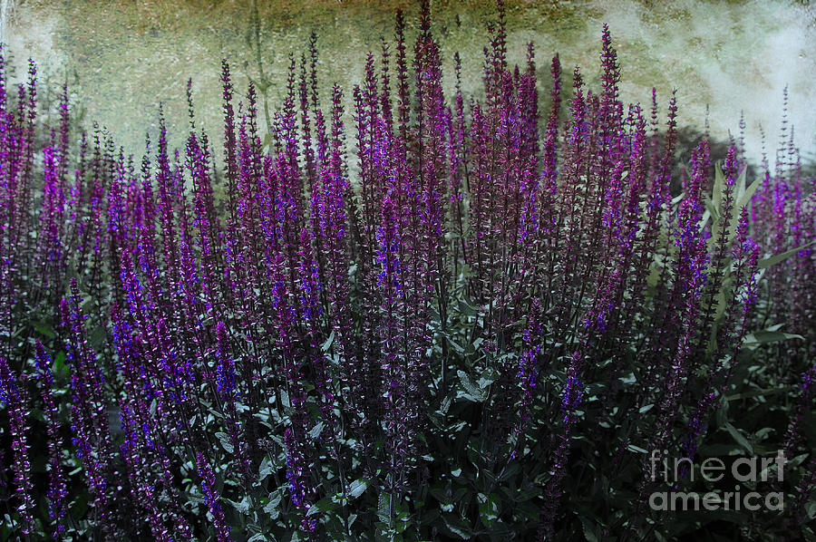 Purple Loosestrife Photograph by Elaine Manley